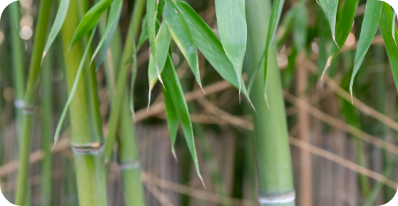 Les plantes porte-bonheur selon le Feng Shui et où les placer dans votre jardin
